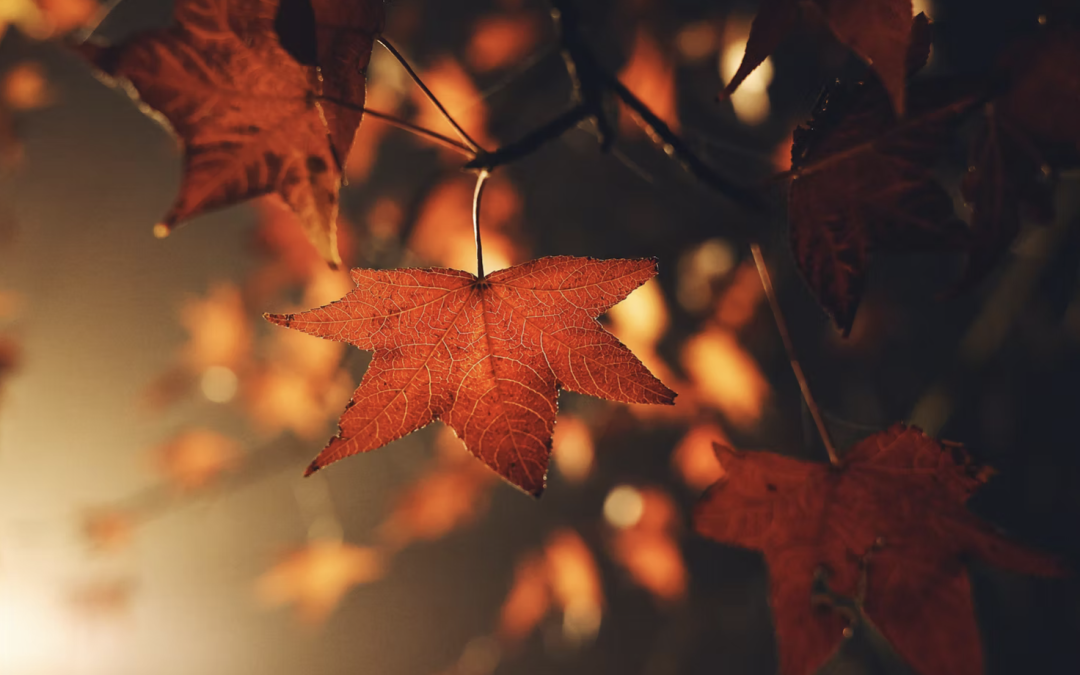 Autumn – Our Teacher